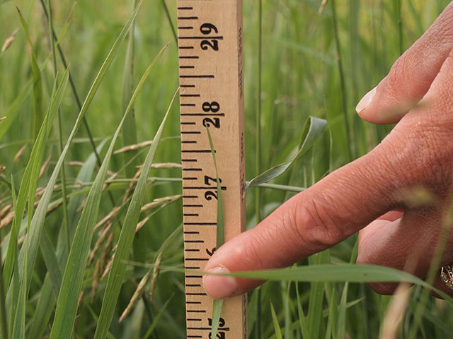Producers looking to manage certain species of grass in their pastures could benefit from a forage monitoring stick developed by North Dakota State University. (Photo courtesy NDSU)